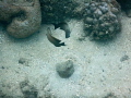   couple Striated surgeonfish dancing together. together  